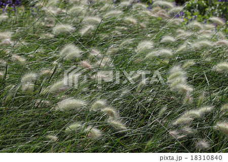 ペニセタムビロサム 18310840