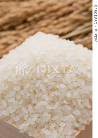 白米と稲穂　 18310855