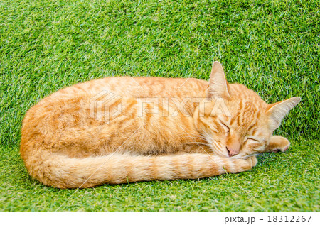 Yellow cat sleeping Yellow cat sleeping 18312267