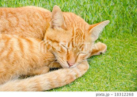 sleeping yellow cat sleeping yellow cat 18312268