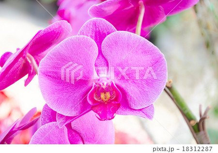 pink orchid 18312287