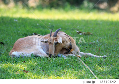 山羊のポートレート 18312642