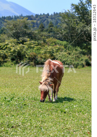 馬のポートレート 馬のポートレート 18312643