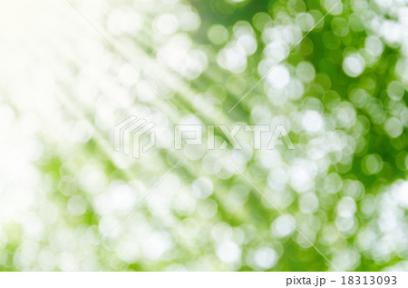 Sunny abstract green nature background. 18313093
