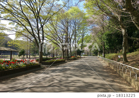 三ツ池公園内のゆったりとした散歩道、桜の咲くころ（鶴見区、横浜） 18313225