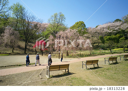 ゆっくりと散策できる桜の名所、三ツ池公園（鶴見区、横浜） 18313228