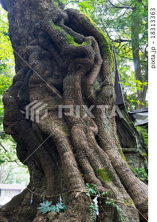 阿豆佐和気神社の大クス 18313363