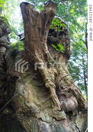 阿豆佐和気神社の大クス 18313365