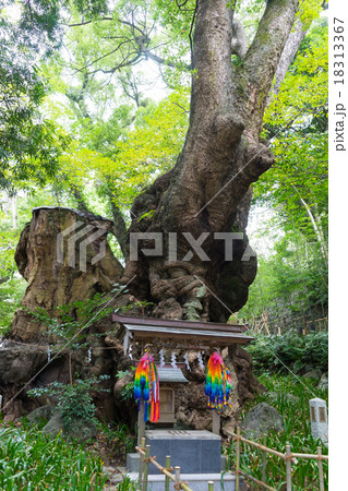 阿豆佐和気神社の大クス 阿豆佐和気神社の大クス 18313367