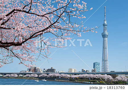 桜とスカイツリー 18313760