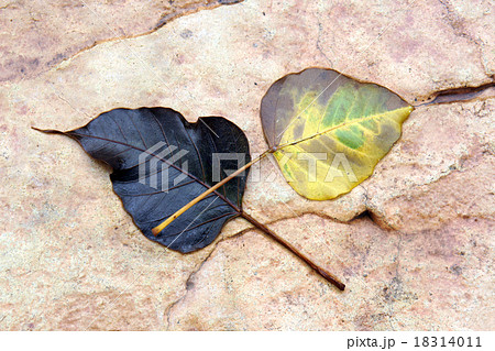 Two rotten leaf fall on granite stone ground 18314011