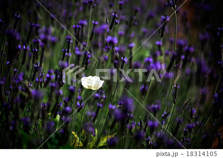 Purple wild flower field near mountain, Chiang Mai 18314105