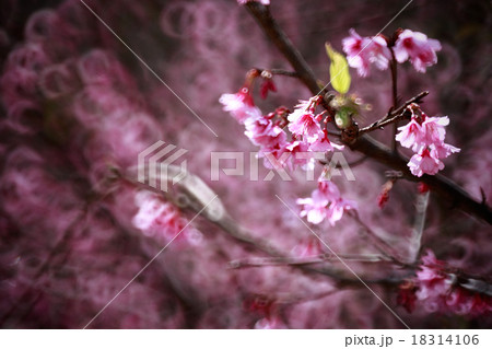 Closeup of Wild Himalayan Cherry with bokeh 18314106