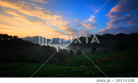 Organic strawberry field on terrace, Doi Ang Khang Organic strawberry field on terrace, Doi Ang Khang 18314108