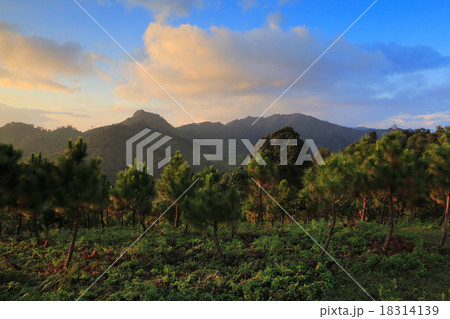 Landscpae of Pine forest, Thailand 18314139