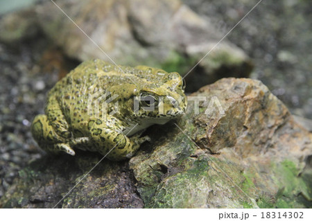 ミドリヒキガエル 18314302