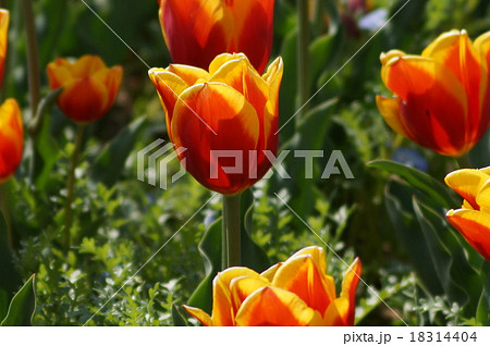 チューリップ　キースネリス 18314404