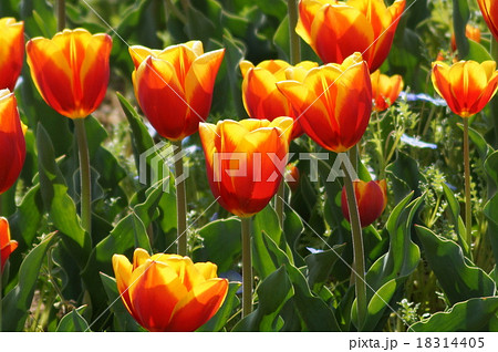 チューリップ キースネリス チューリップ キースネリス 18314405