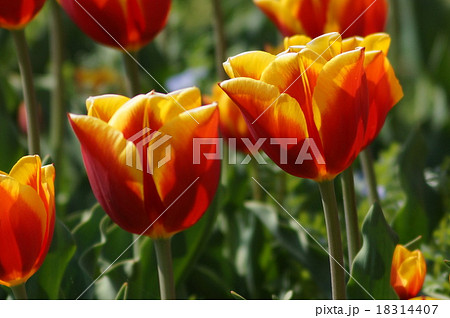 チューリップ キースネリス チューリップ キースネリス 18314407