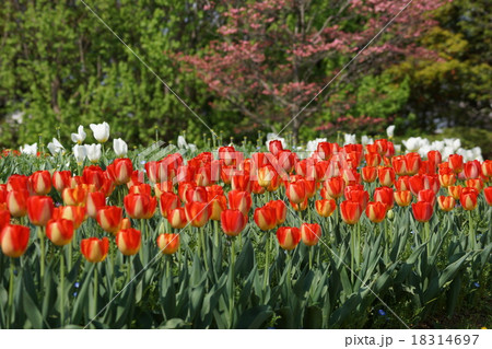 チューリップ　アメリカンドリーム 18314697