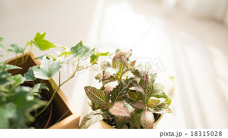 観葉植物 観葉植物 18315028