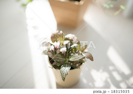 観葉植物 観葉植物 18315035