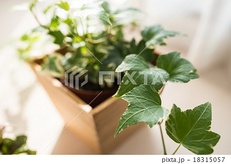 観葉植物 観葉植物 18315057