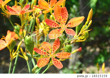 ヒオウギ 18315159