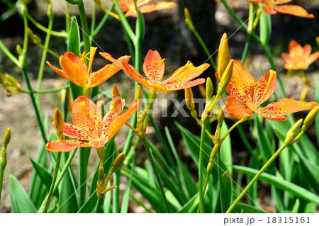 ヒオウギ 18315161