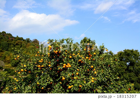みかん園 18315207