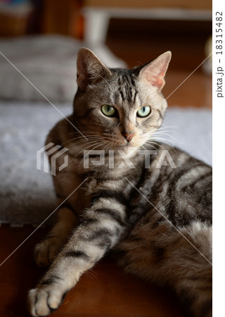 アメリカン・ショートヘア American Shorthair アメリカン・ショートヘア American Shorthair 18315482