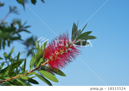 ブラシノキの花 ブラシノキの花 18315524