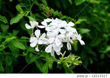ルリマツリ白花 ルリマツリ白花 18315527