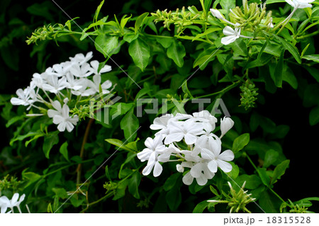 ルリマツリ白花 18315528