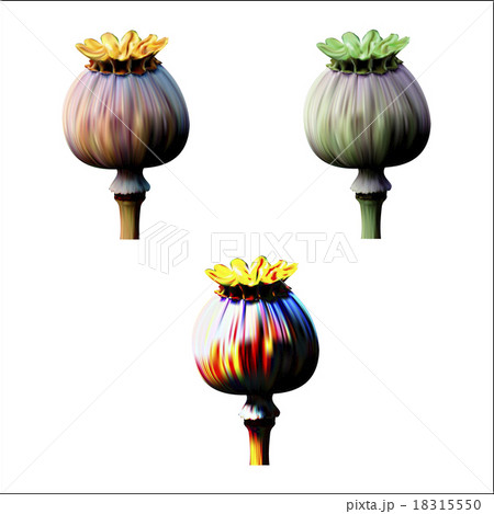 Set of Poppy green and red capsule on white 18315550