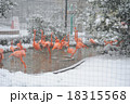 雪のフラミンゴ 18315568