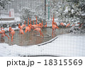 雪のフラミンゴ 18315569