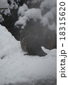 雪のビーバー 18315620