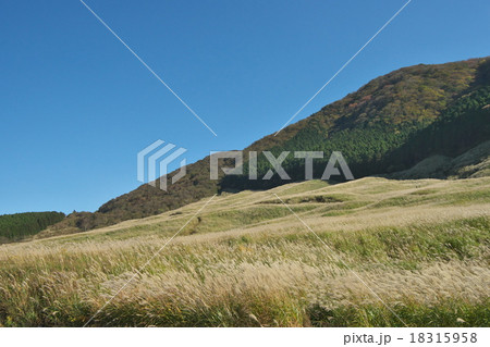 仙石原のススキ草原 18315958