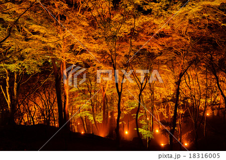 紅葉の森 18316005