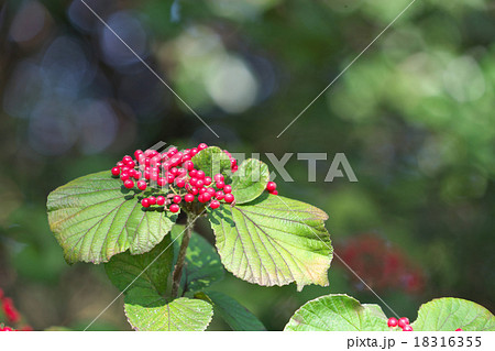 ガマズミ 18316355