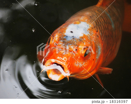 鯉の口の写真素材