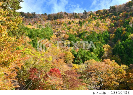 紅葉13 (徳島県木沢村剣山スーパー林道沿い) 紅葉13 (徳島県木沢村剣山スーパー林道沿い) 18316438