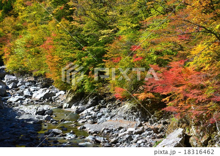 紅葉始まる槍戸付近2　（徳島県那賀町岩倉 坂州木頭川沿い) 18316462