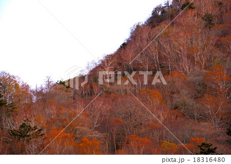 朝陽射すダケカンバ林3　（徳島県奥槍戸・次郎笈山麓） 18316480
