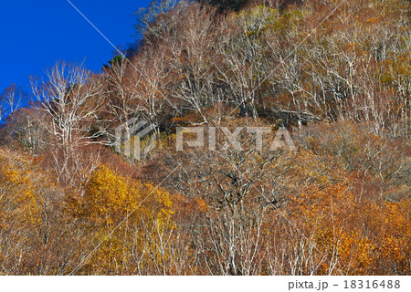 朝陽射すダケカンバ林8 (徳島県奥槍戸・次郎笈山麓) 朝陽射すダケカンバ林8 (徳島県奥槍戸・次郎笈山麓) 18316488