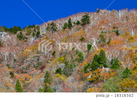 紅葉6　（徳島県那賀町岩倉・剣山スーパー林道沿い） 18316502