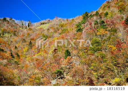 紅葉21 (徳島県那賀町岩倉・剣山スーパー林道沿い) 紅葉21 (徳島県那賀町岩倉・剣山スーパー林道沿い) 18316519