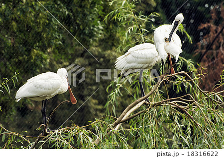 Group of Eurasian spoonbill (Platalea leucorodia) Group of Eurasian spoonbill (Platalea leucorodia) 18316622