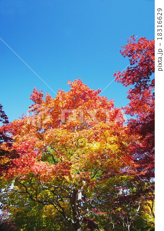 美しいヤマモミジの紅葉 18316629